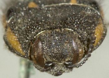 Media type: image;   Entomology 2720 Aspect: head frontal view